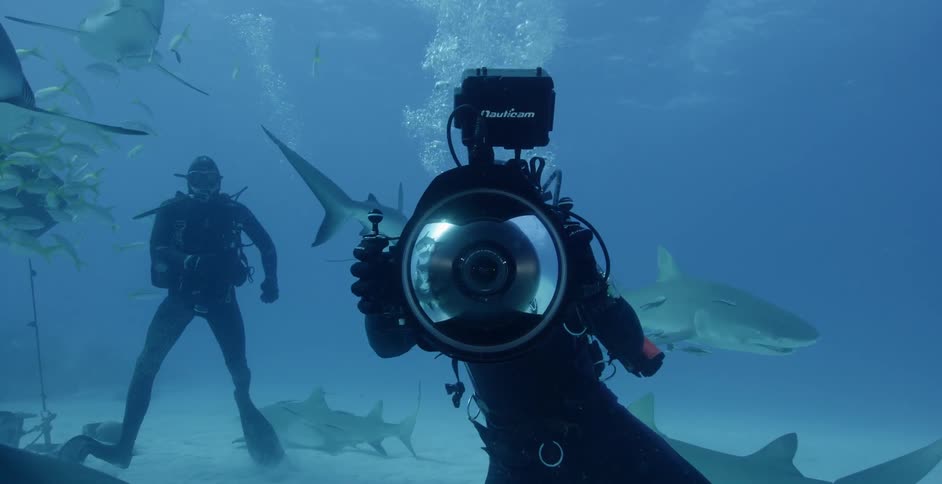 Divers swimming and filming as sharks swim all around them