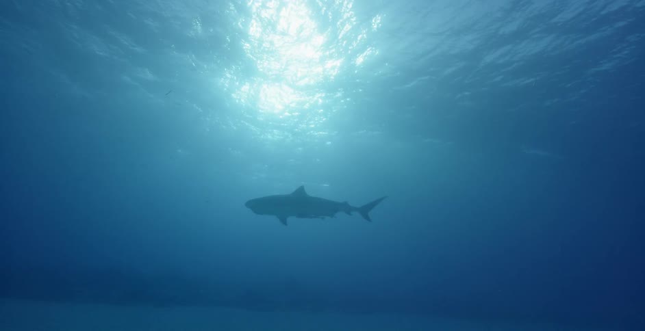 The large shark ahead is floating around