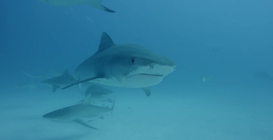 Sharks and fish swim in the ocean