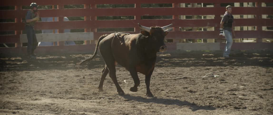 A bull gallops and swishes its tail in a ring