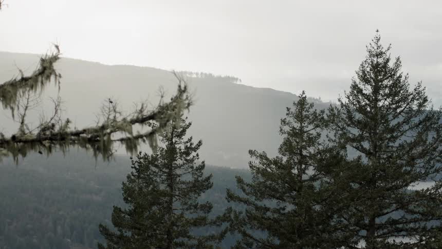 Trees standing before a hazy mountain area