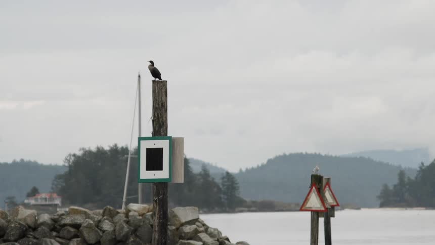 A bird sits perched on a wood post in the water
