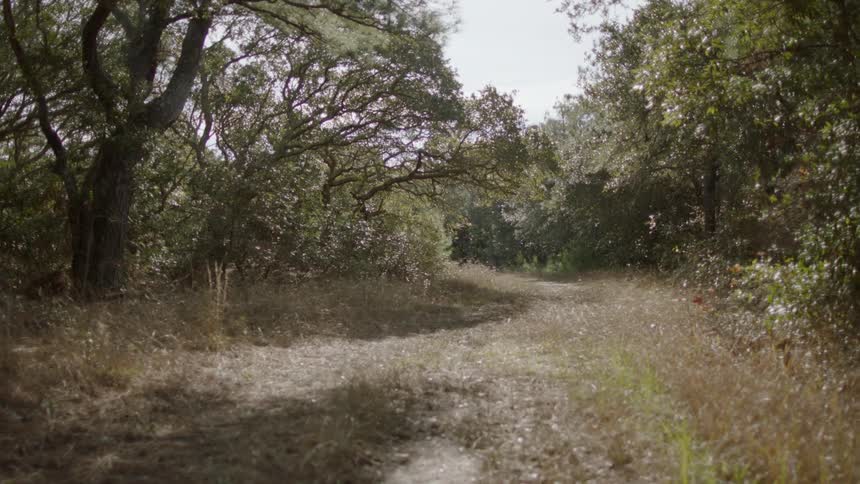 Dirt path winds through the woods on a sunny day