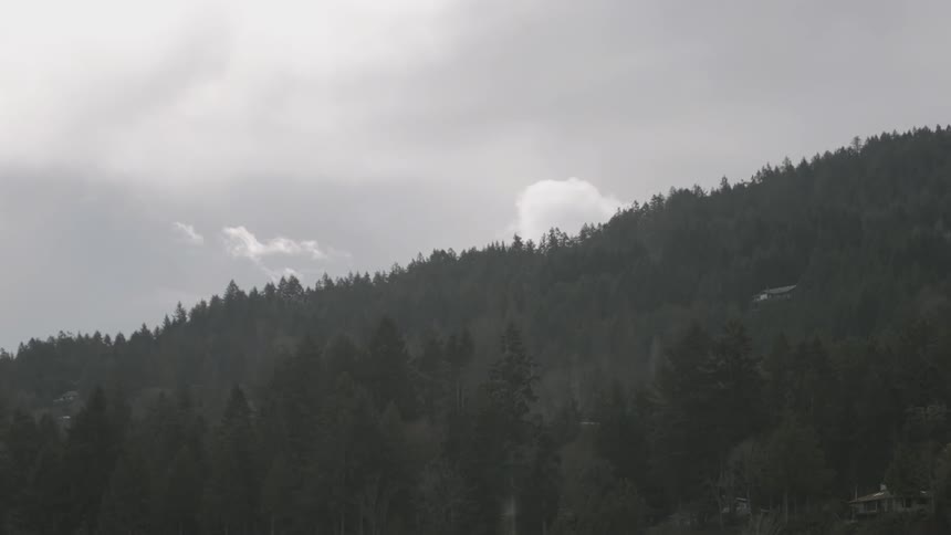 The mountain hill is covered with tall trees