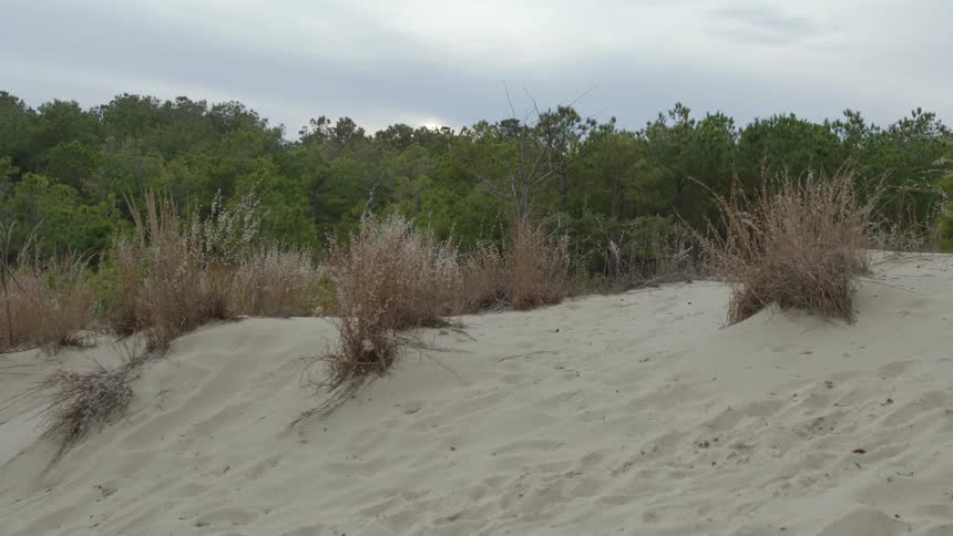 Grass grows on a sandy beach