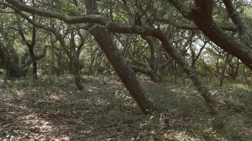 Trees in a forest on a sunny day
