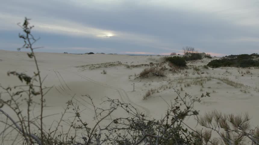 Shrubs and brown grass stick out of the sand on a sandy beach