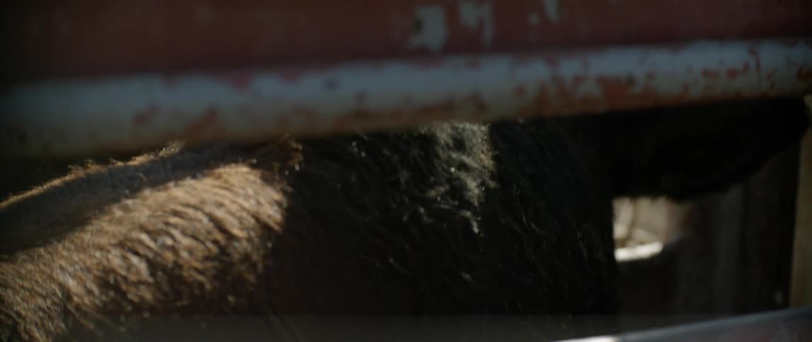 A bull in a chute lifts its head