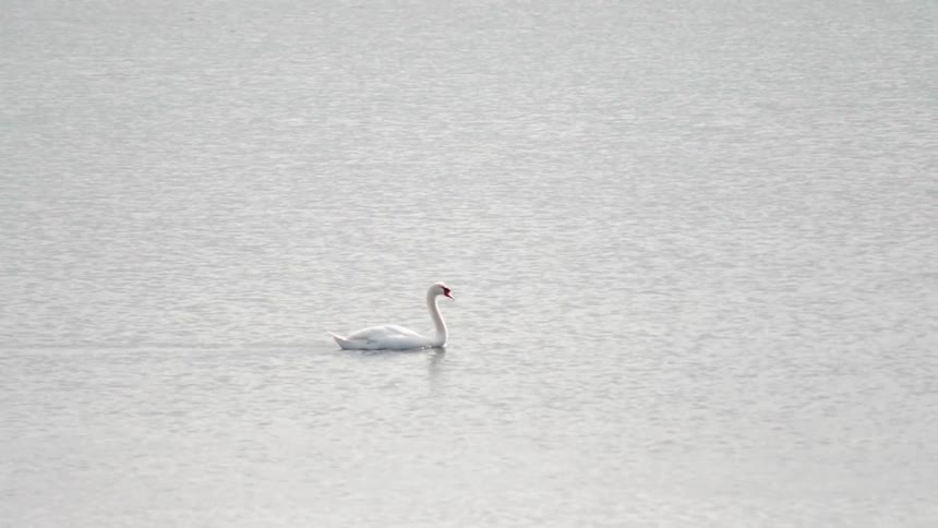 Swan floats on the water near boats
