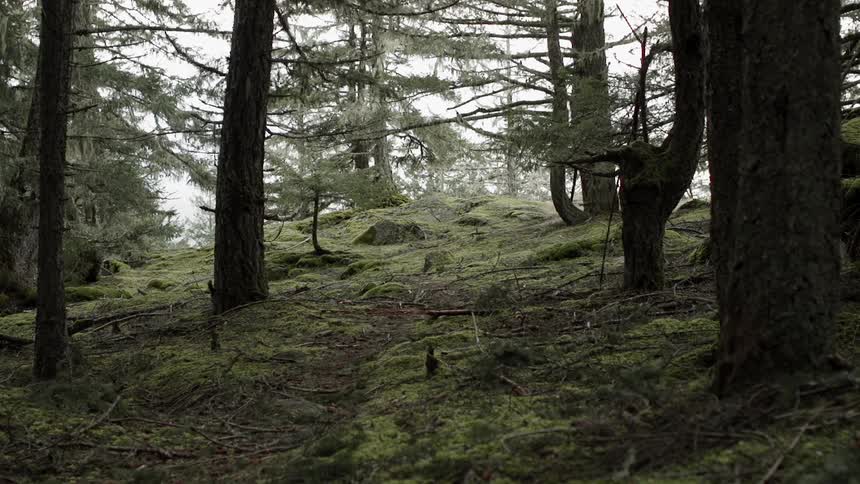 The hill in the forest is covered with green