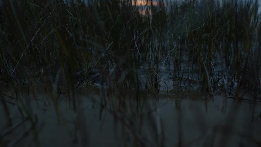 Tall grass sticks out of the flowing water