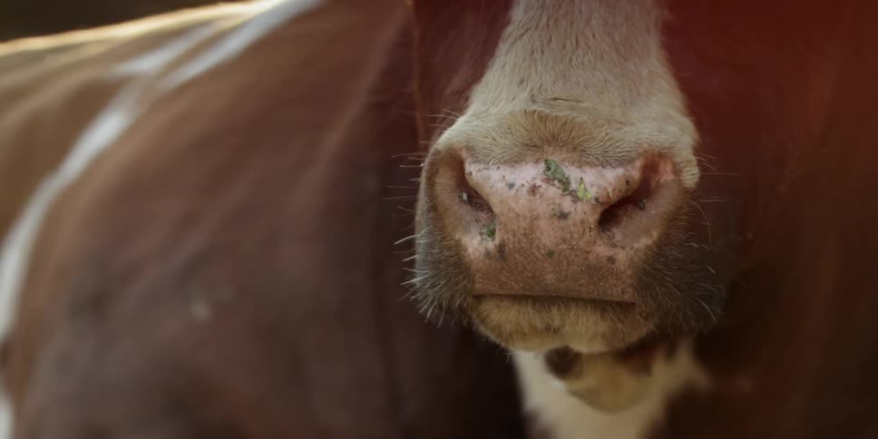 Grass bits sit on a cow's nose