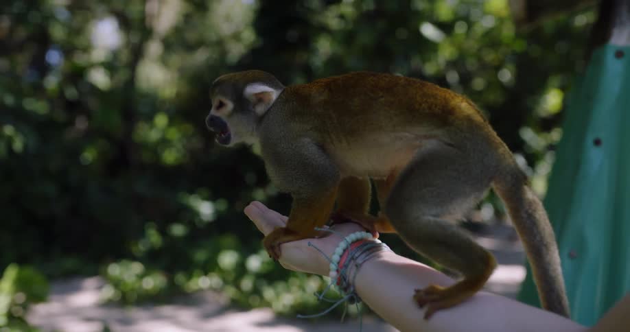 Small monkey eats out of a person's hand