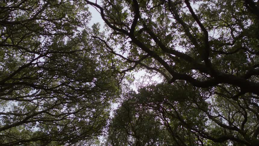Sunlight shines through tree branches