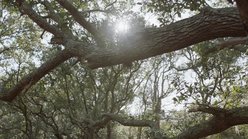 Sun shining through clouds and trees on a cloudy day