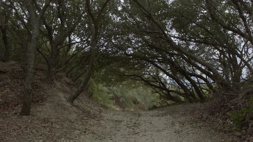 Trees line a dirt path