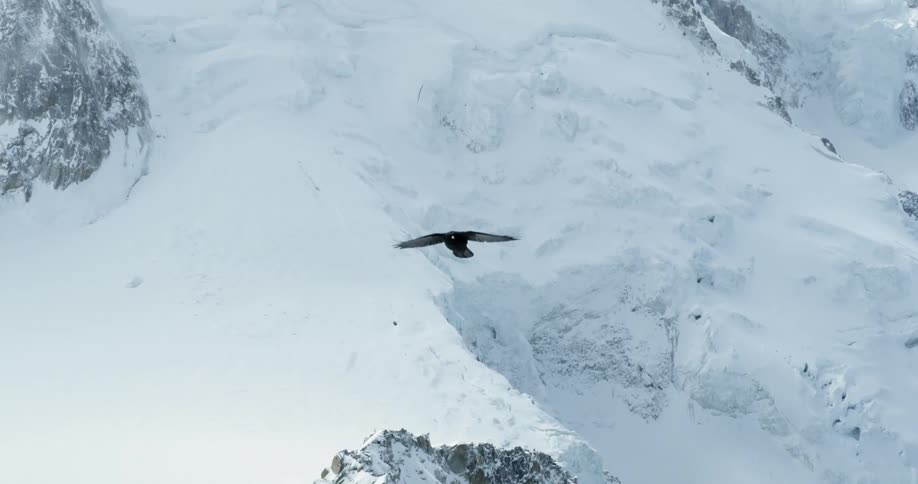 A bird flies high above a snowy mountain