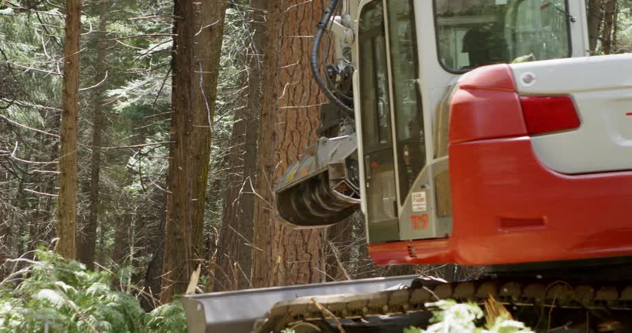 A construction crew cuts down trees in the woods