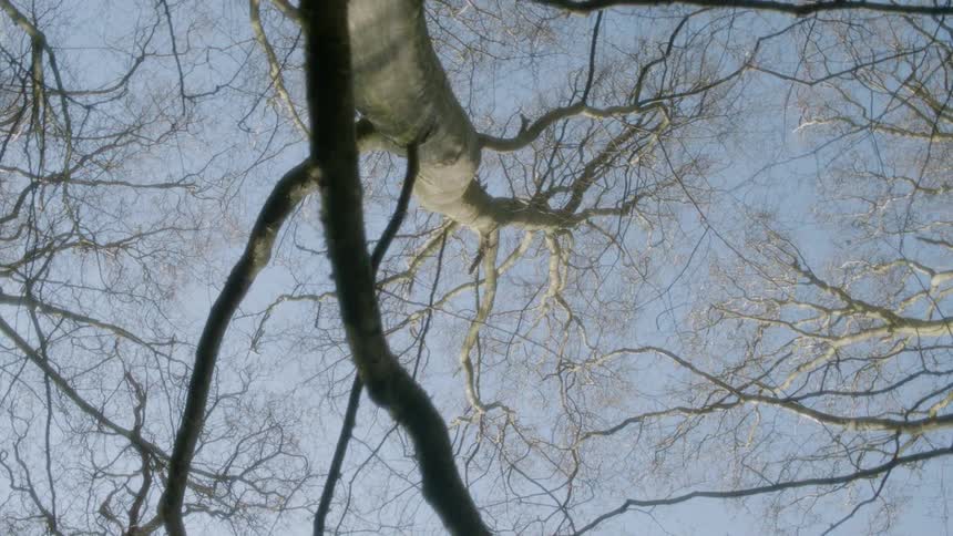 Bare tree branches hang from a tree