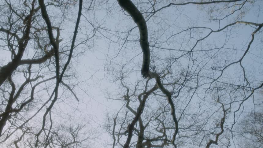 Bare tree branches hang from trees