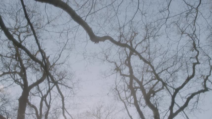 Sunlight shines through tall trees with bare branches