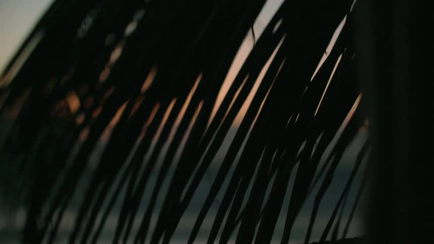 A palm frond is blown gently by the breeze