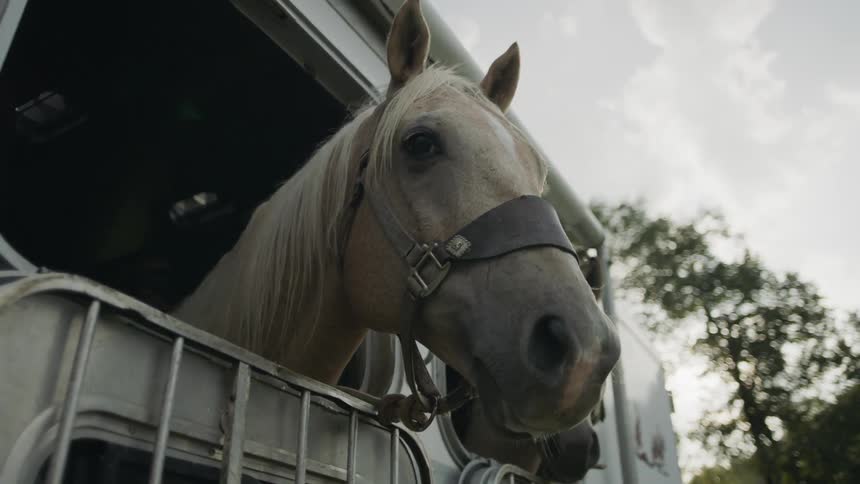 Horses heads sticking out of a horse trailer on a cloudy day