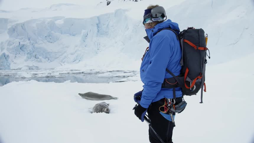 A man with a backpack is stopping to watch two sea lions rest in the snow