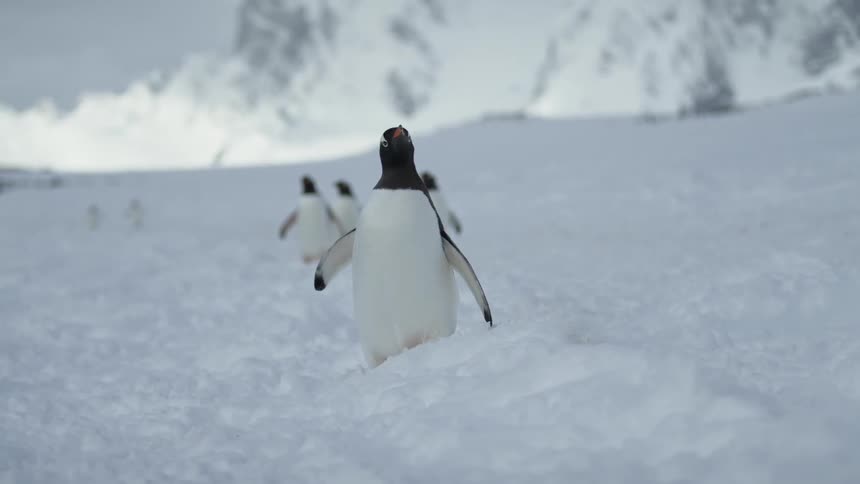 Penguins walk and waddle on the snow