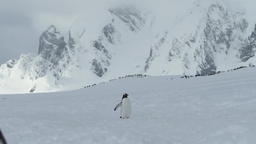 A penguin is walking across the snow in a mountain valley during the day