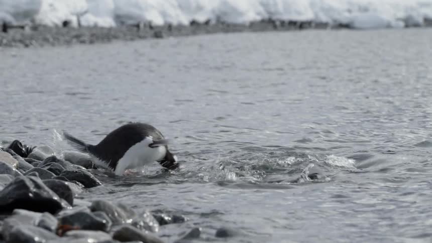 Penguins dive into water and swim away