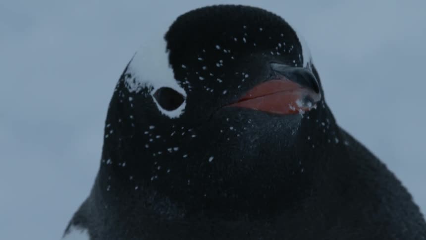 Penguin with snow on its face turns its head looking around