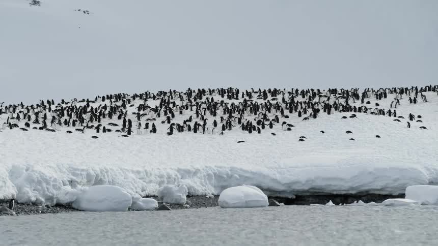 Penguins gather on the snow covered shore