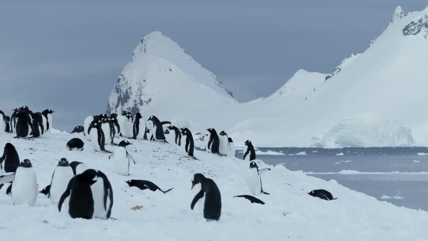 Many penguins on a snowy area next to some water