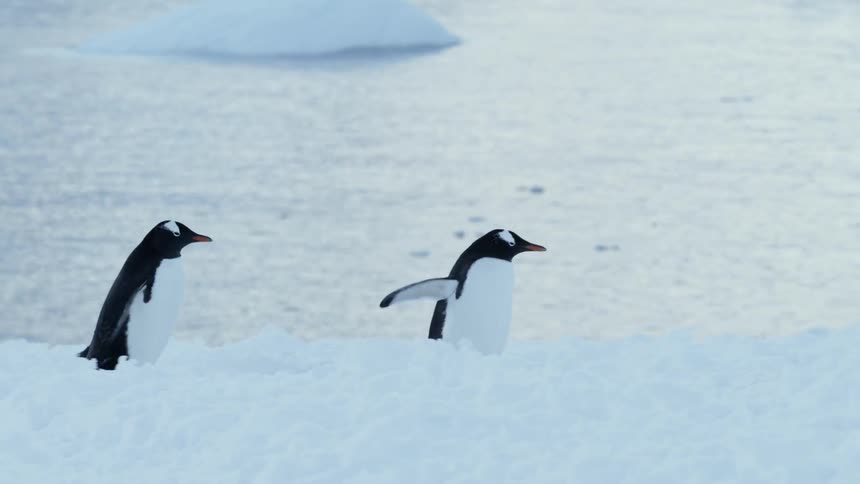 Two penguins waddle through the snow near a lake