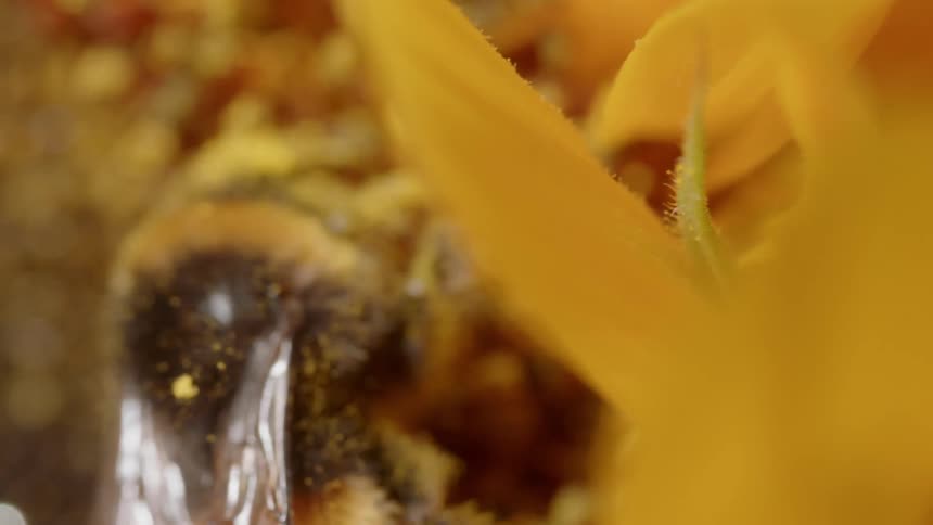 A bee pollinates a flower
