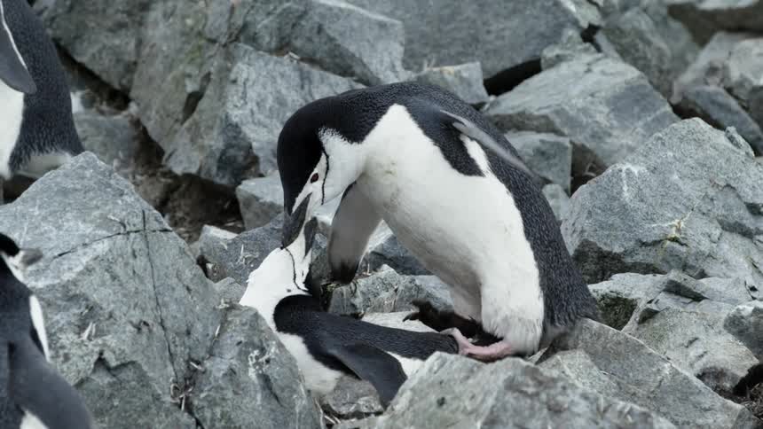 Two penguins breed on rocks