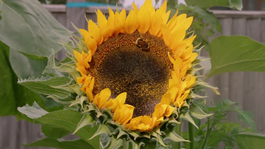 A bee sits on a sunflower