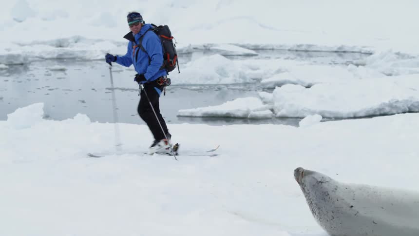 A cross country skier walks by a seal