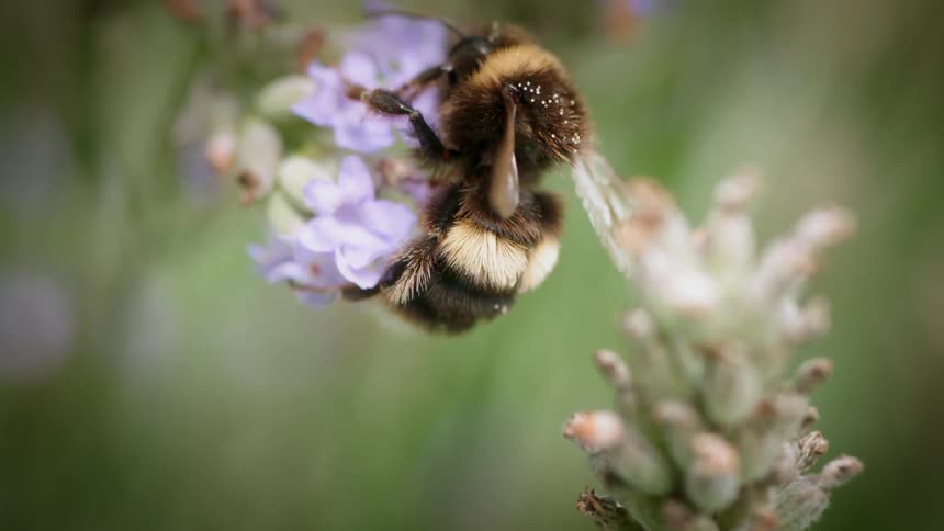 A bee gathers pollen from a flower