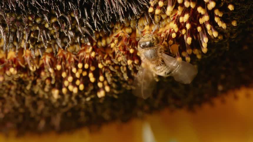 A bee pollinates a flower