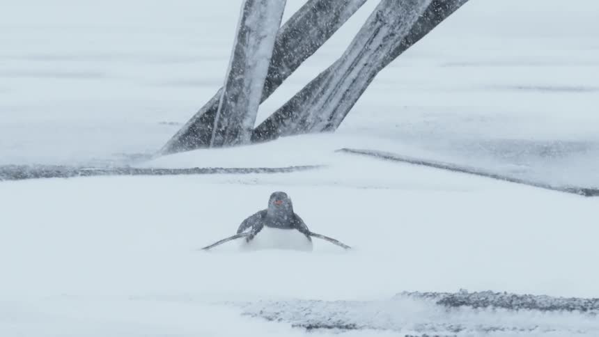 A lonely penguin lays in the snow during a storm