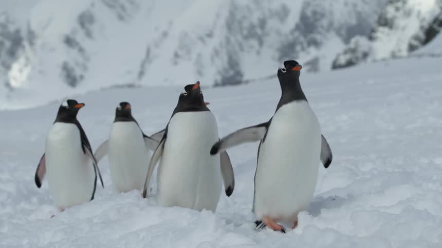 Penguins gather together in the snow