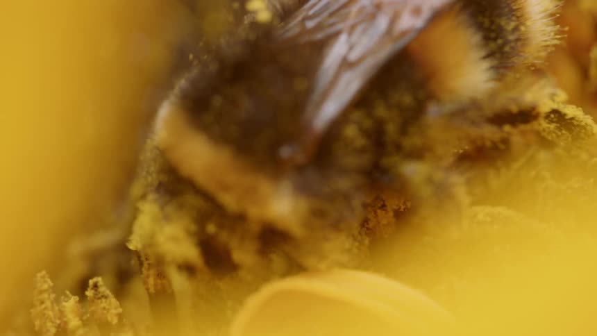 A bee pollinates a flower