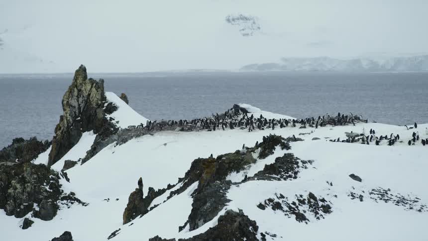 Hundreds of penguins gather on the snow covered shore