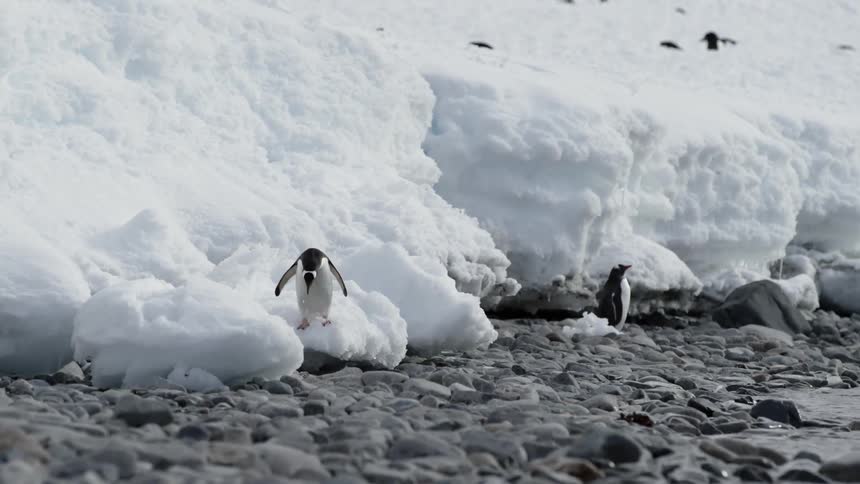 Penguin jumps off of a pile of snow onto the rocks