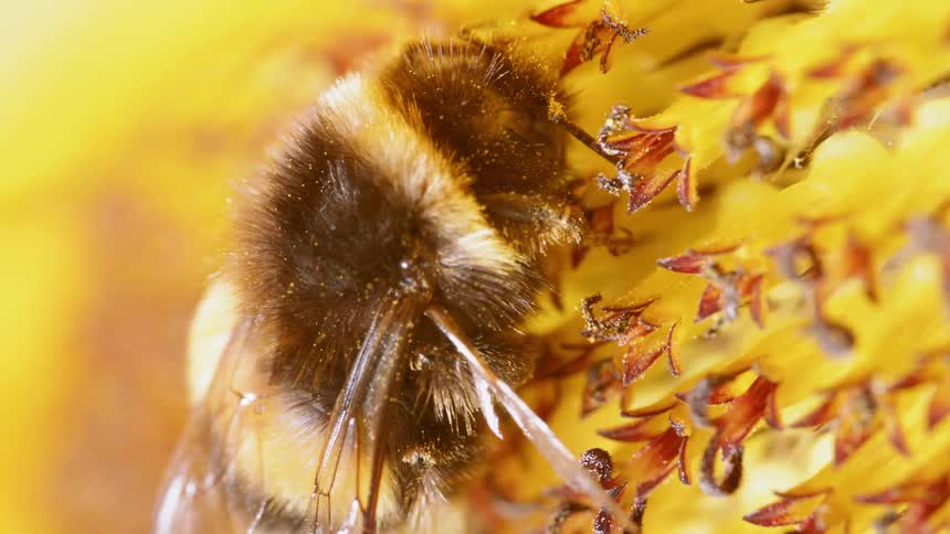 A bee gathers pollen from a flower