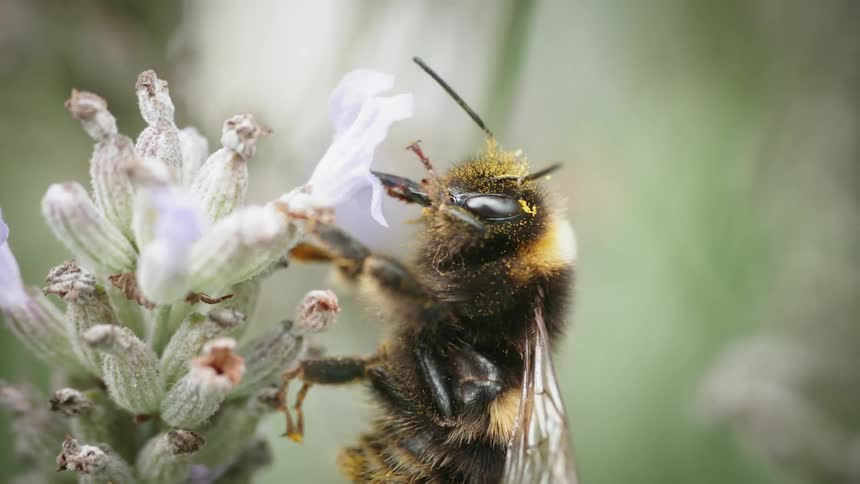 A bee gathers pollen from a flower