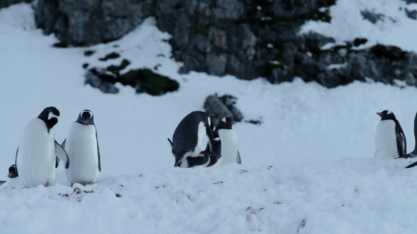 Penguins mate in the snow