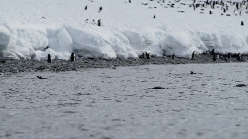 Penguins swim in the water up to the shoreline